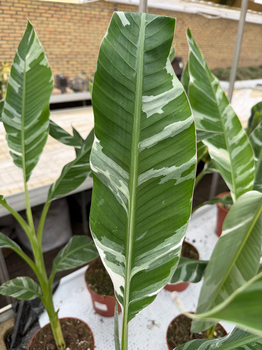 Musa Florida Variegata