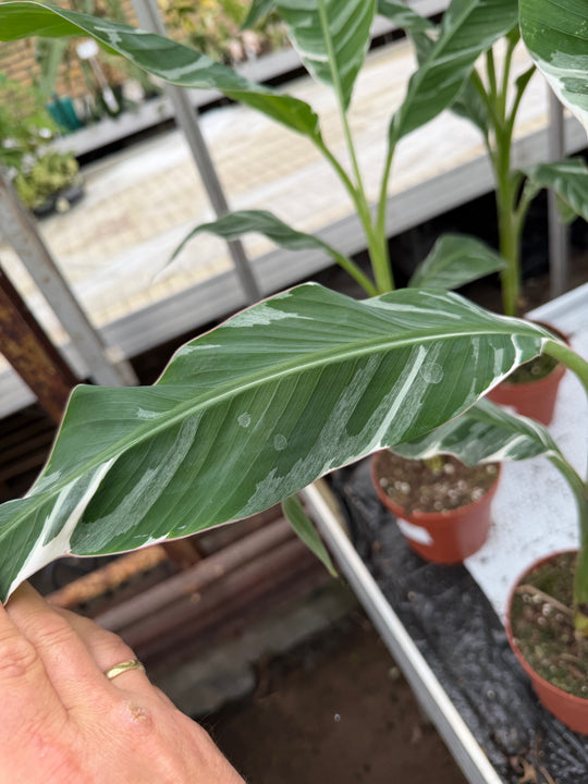 Musa Florida Variegata
