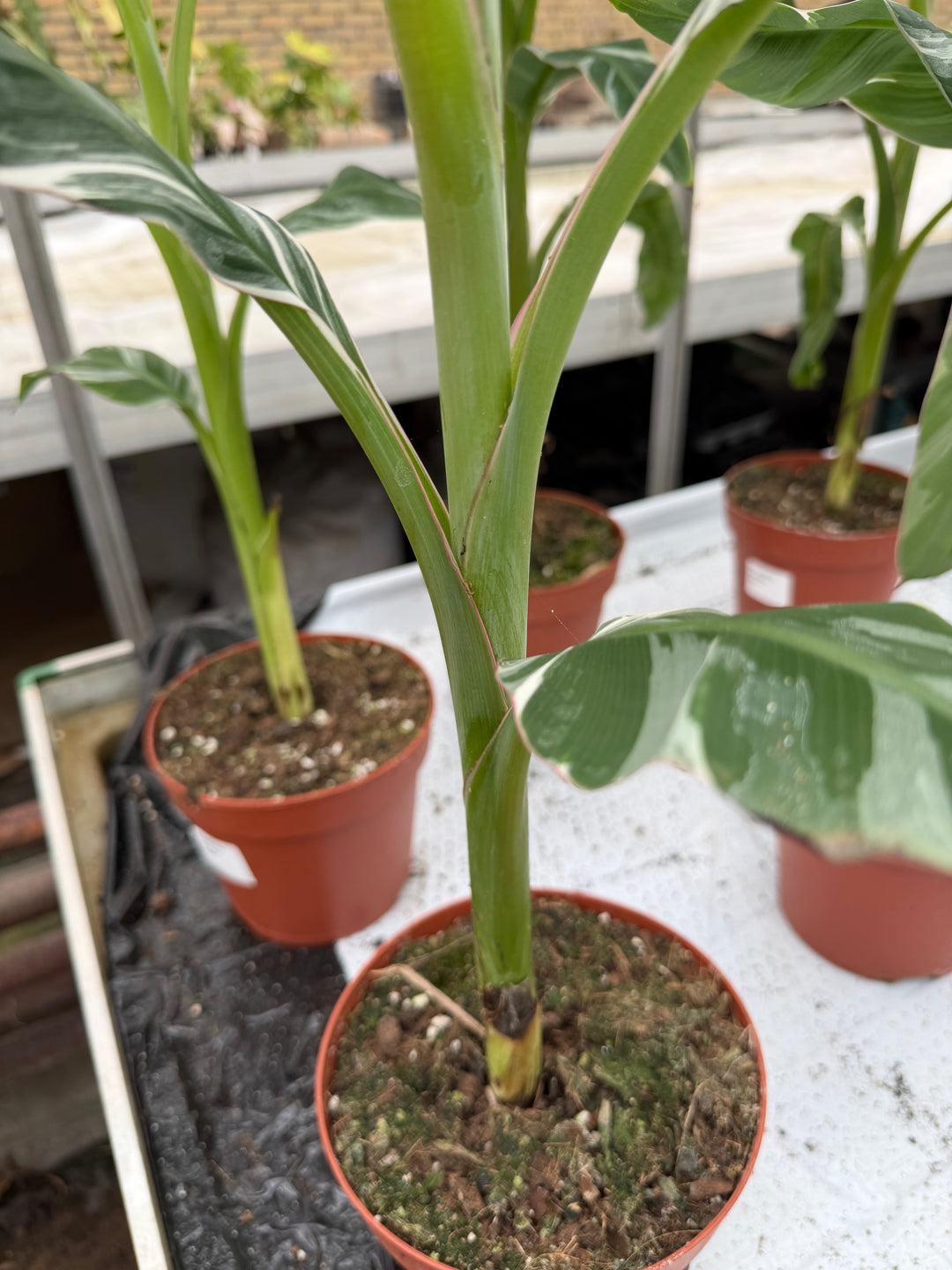 Musa Florida Variegata