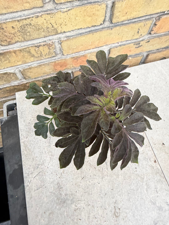 Solanum uleanum