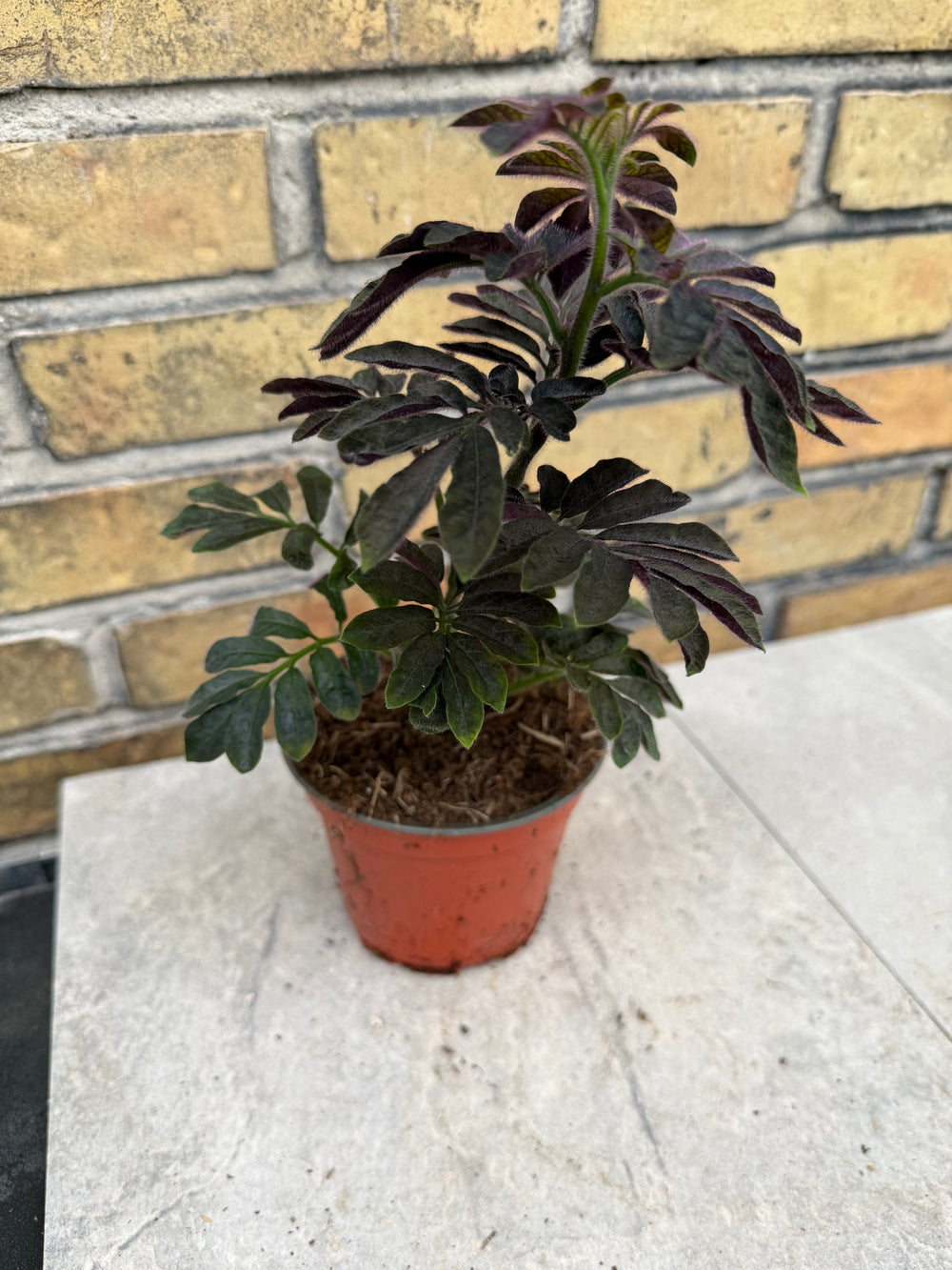 Solanum uleanum
