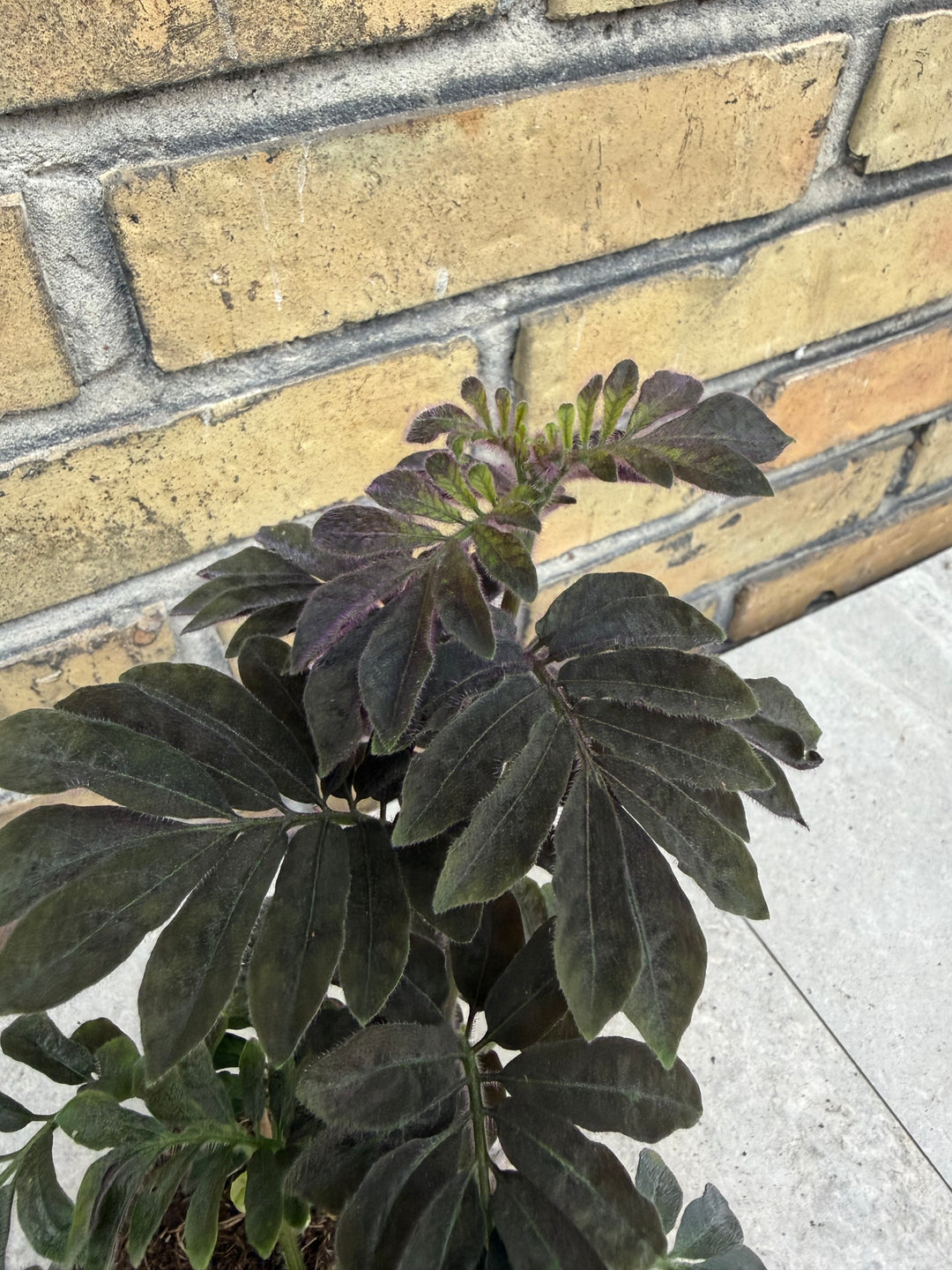 Solanum uleanum