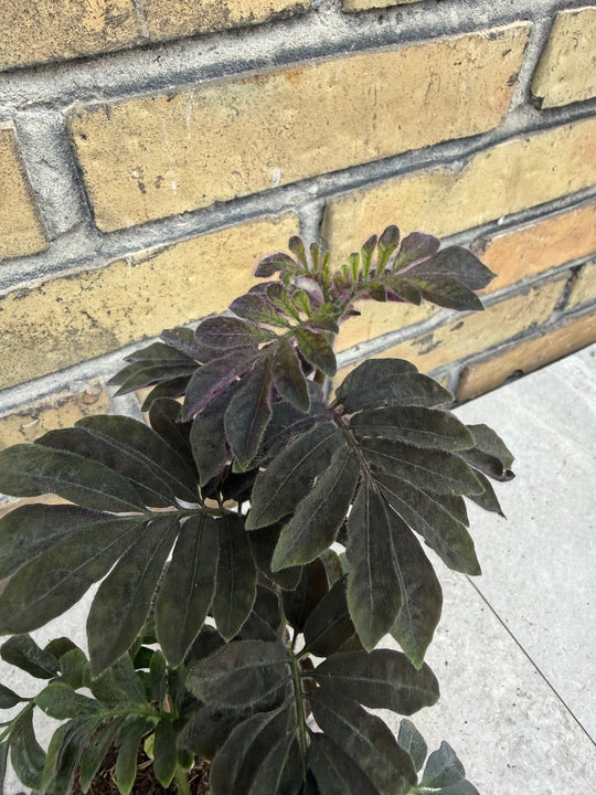 Solanum uleanum