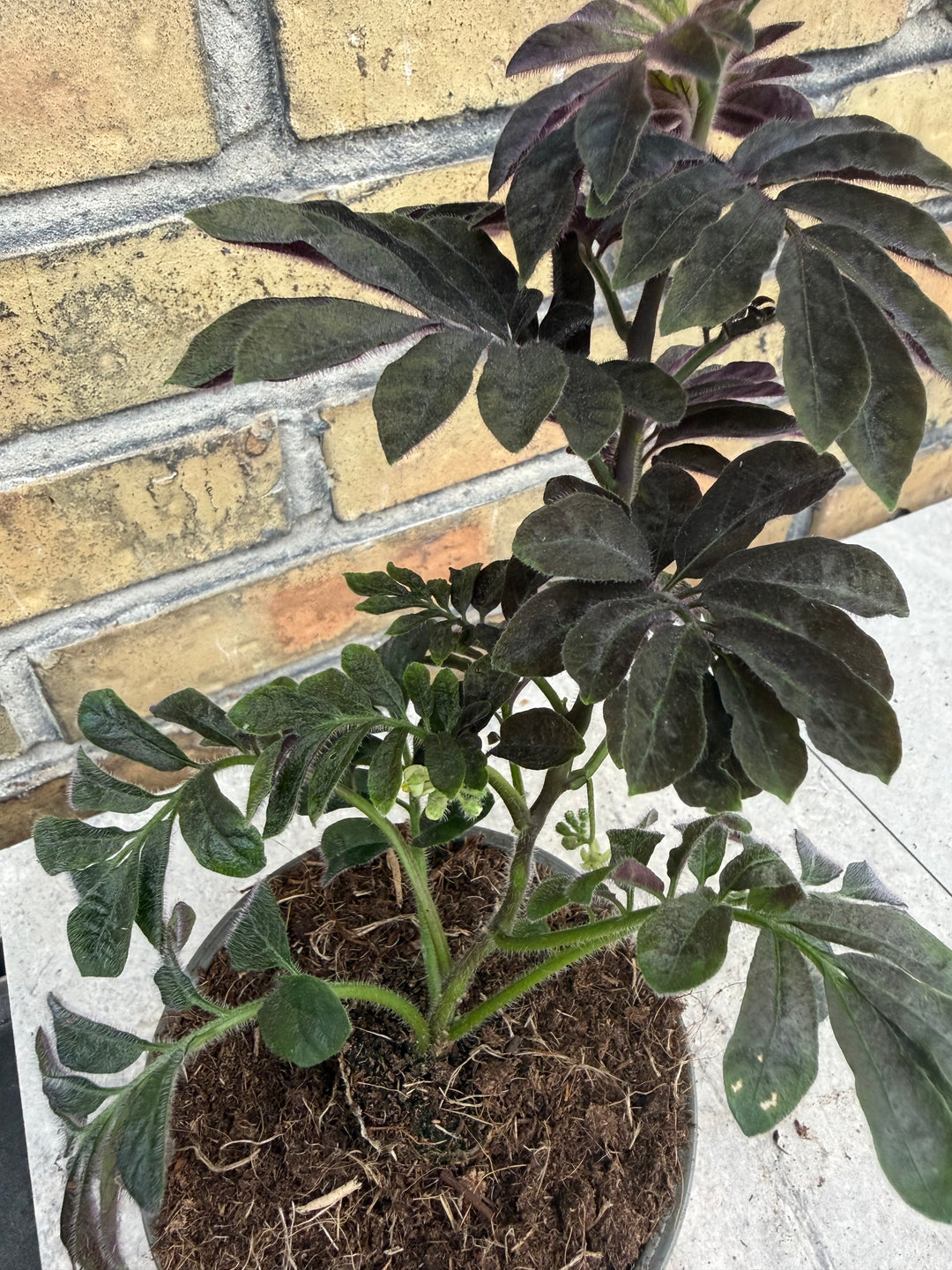 Solanum uleanum
