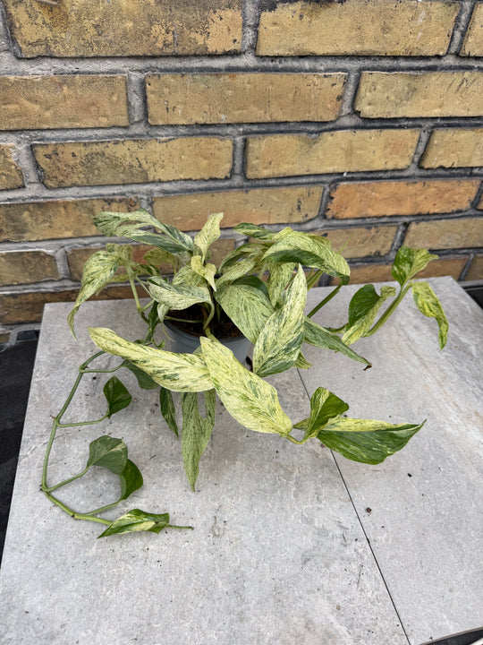 Monstera laniata mint