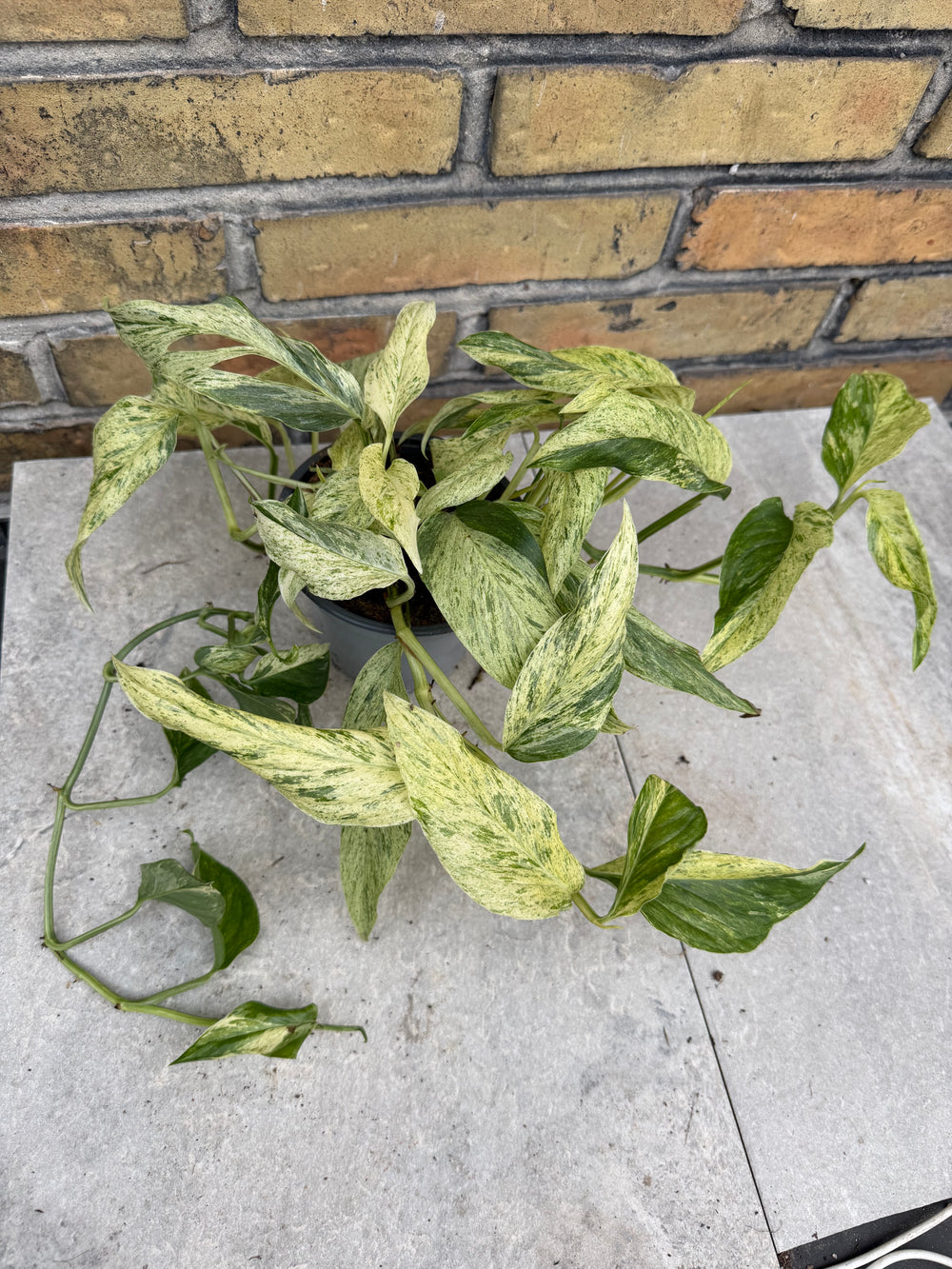 Monstera laniata mint