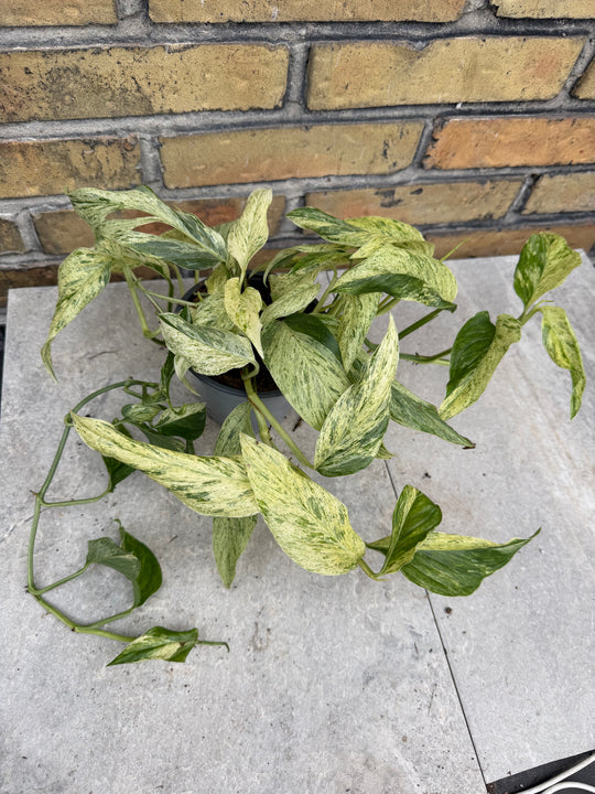 Monstera laniata mint