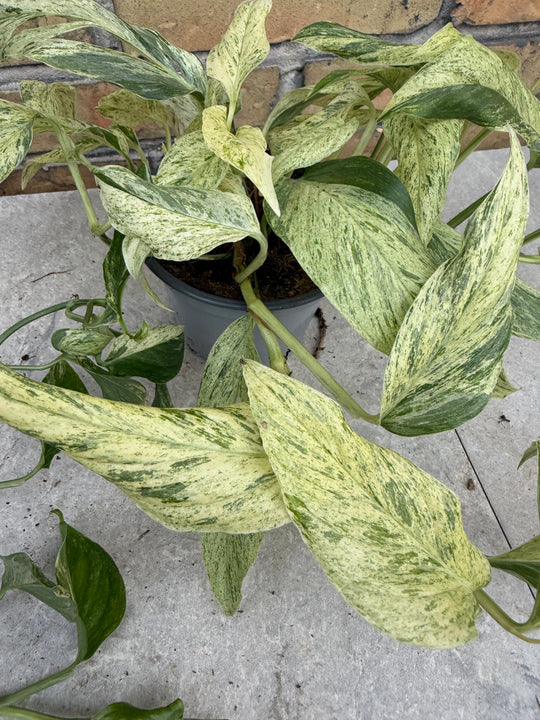 Monstera laniata mint