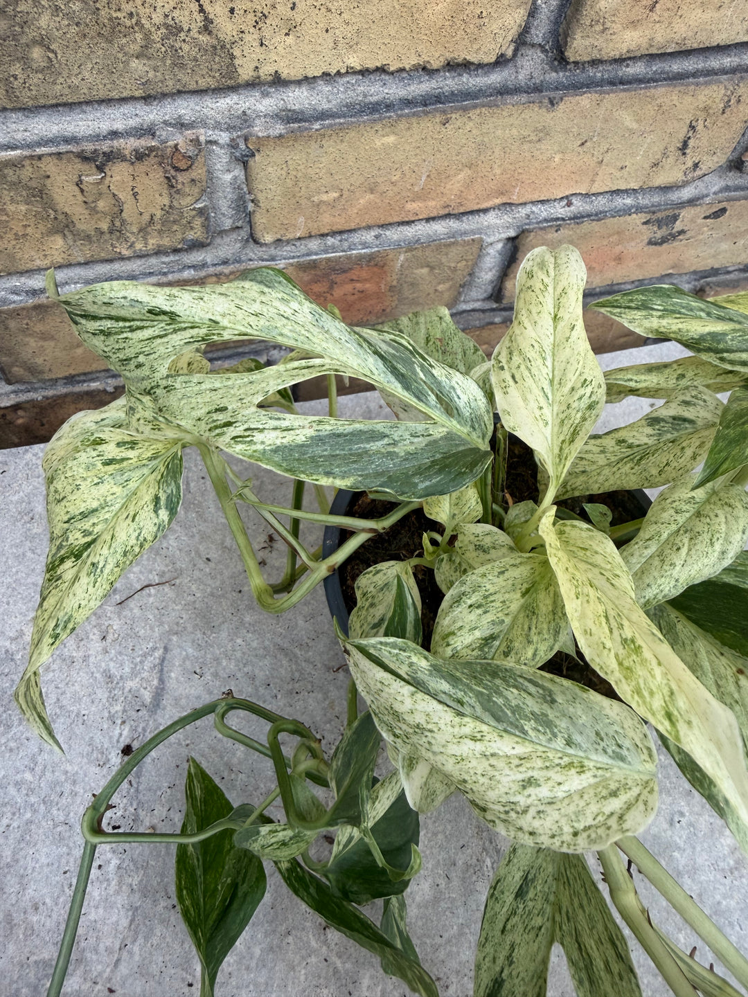 Monstera laniata mint