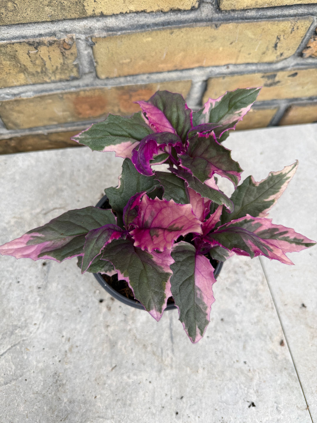 Gynura aurentica variegated