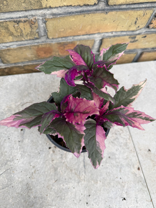 Gynura aurentica variegated