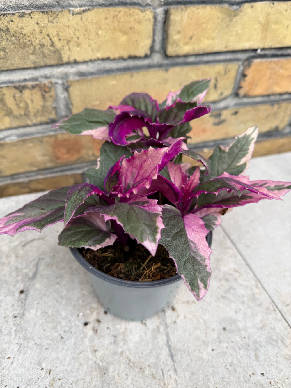 Gynura aurentica variegated