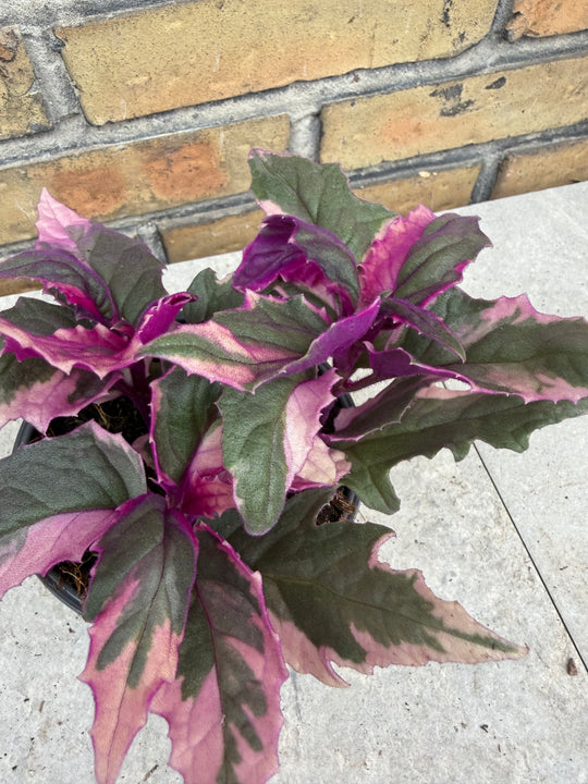 Gynura aurentica variegated