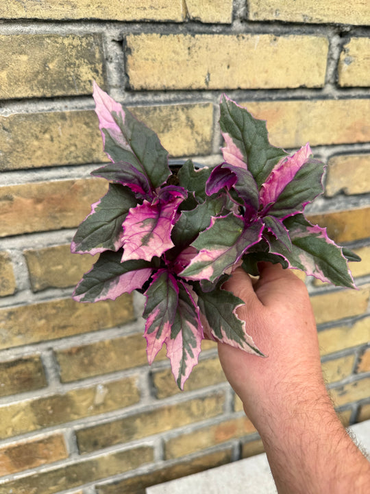 Gynura aurentica variegated