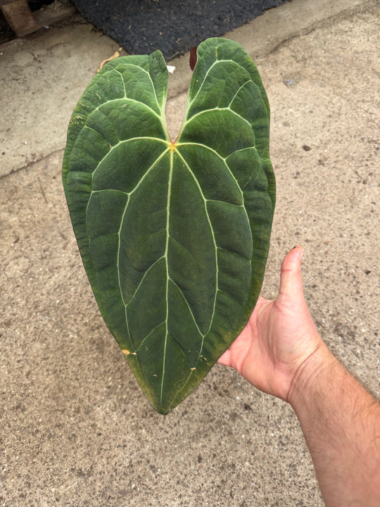 Anthurium ase of spades dark form x papilliaminum