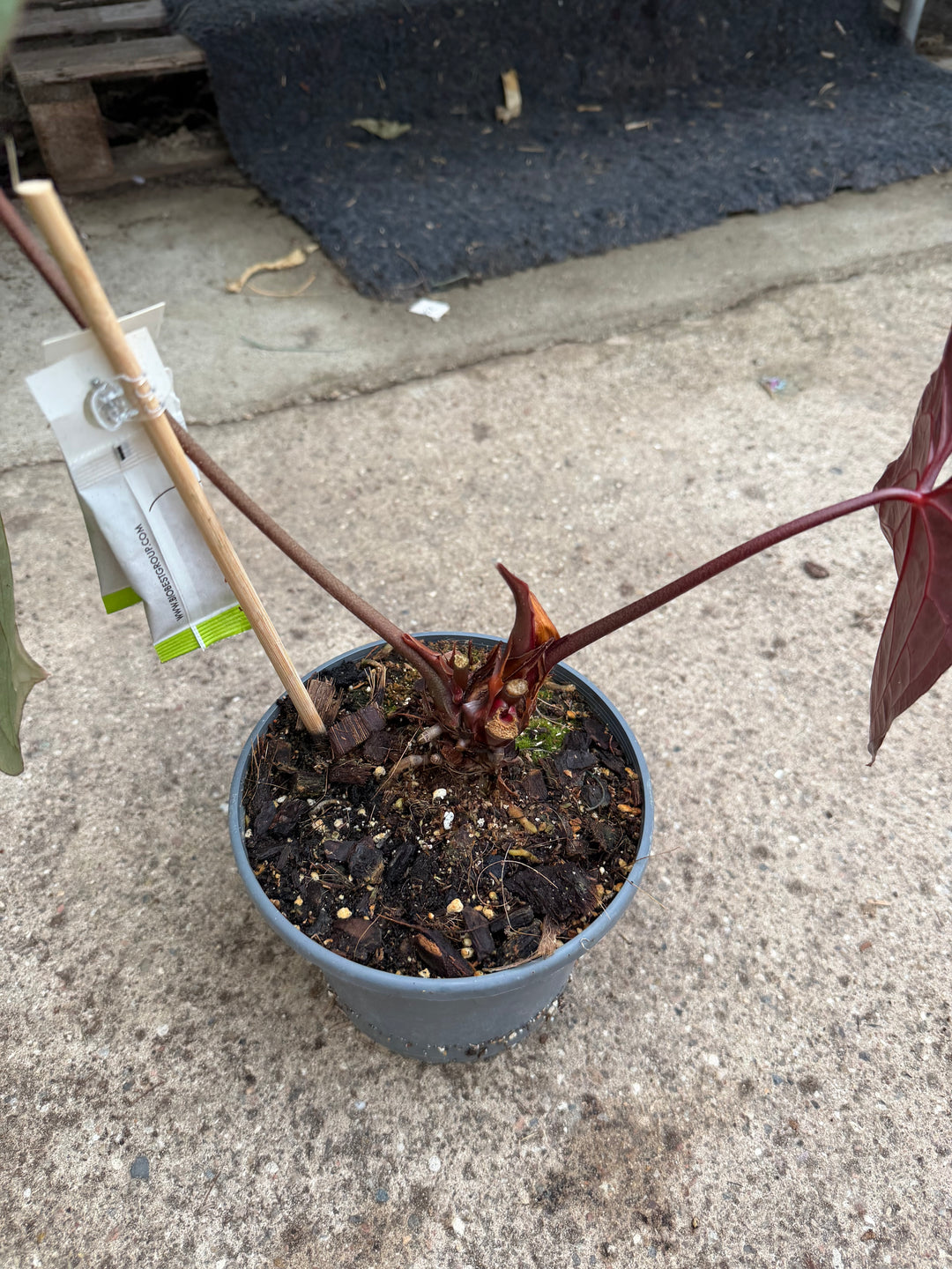 Anthurium ase of spades dark form x papilliaminum