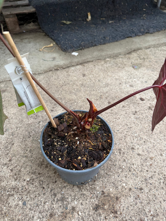 Anthurium ase of spades dark form x papilliaminum