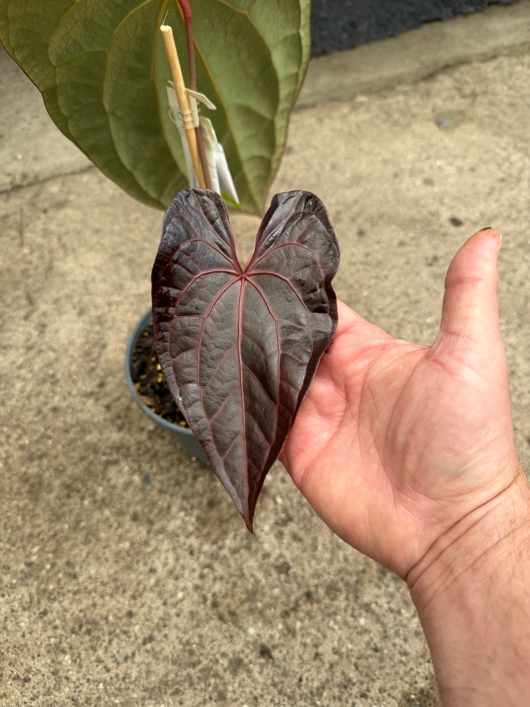Anthurium ase of spades dark form x papilliaminum