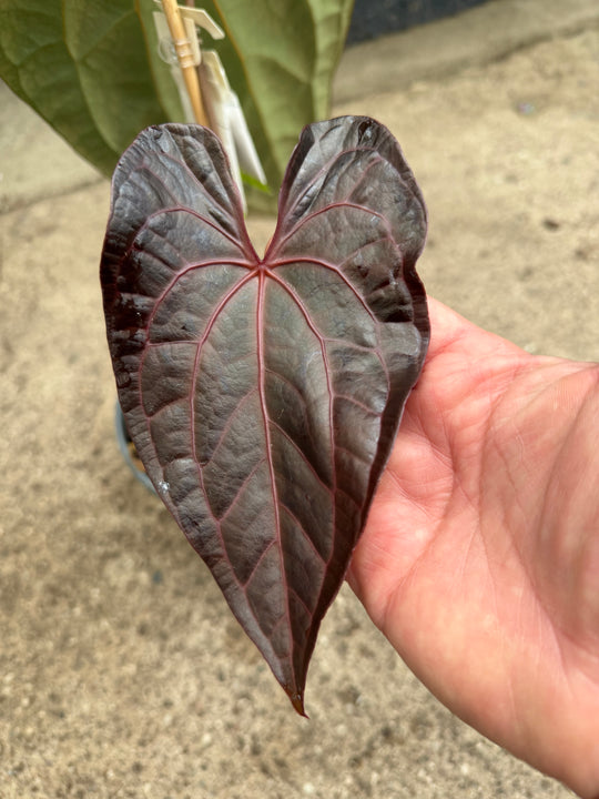 Anthurium ase of spades dark form x papilliaminum