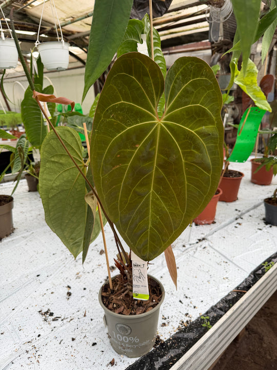 Anthurium dark phoenix hybrid