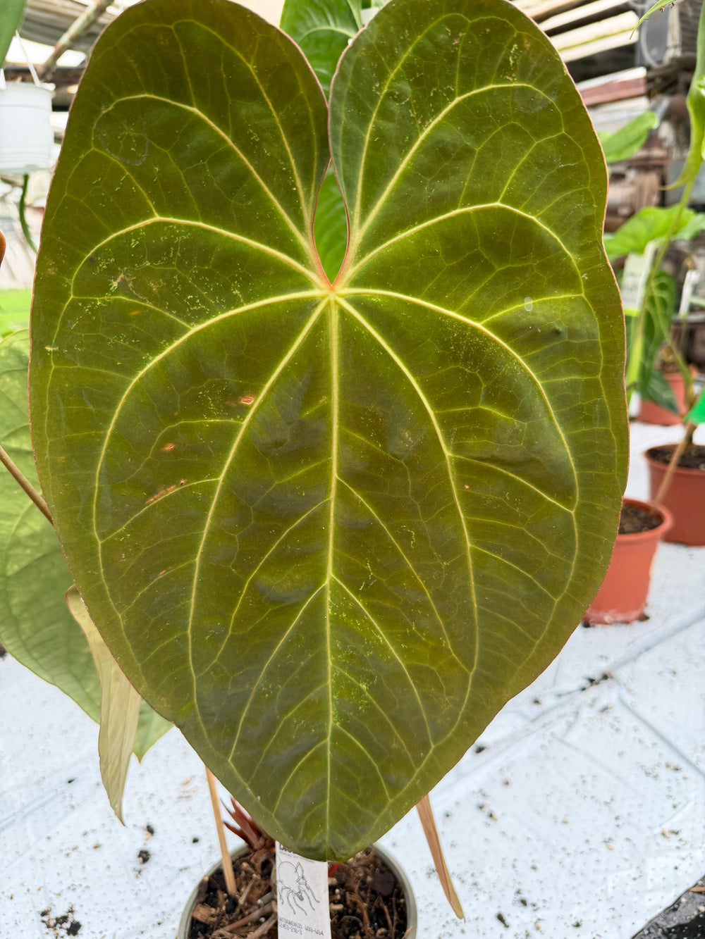 Anthurium dark phoenix hybrid