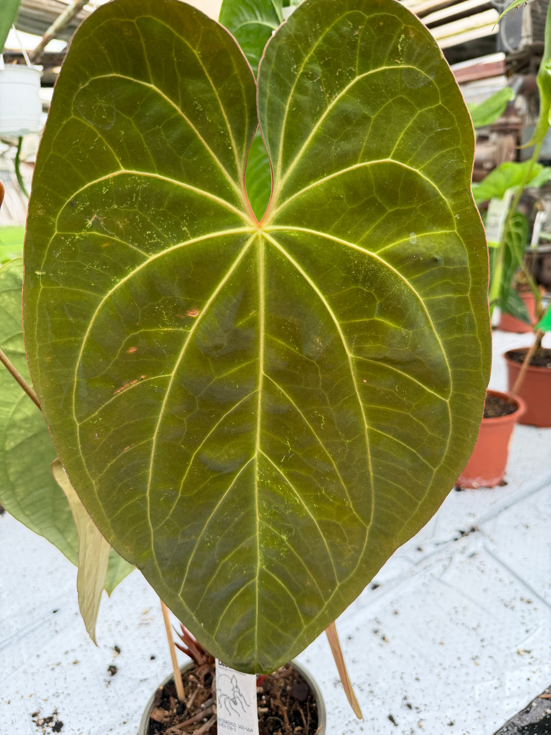 Anthurium dark phoenix hybrid