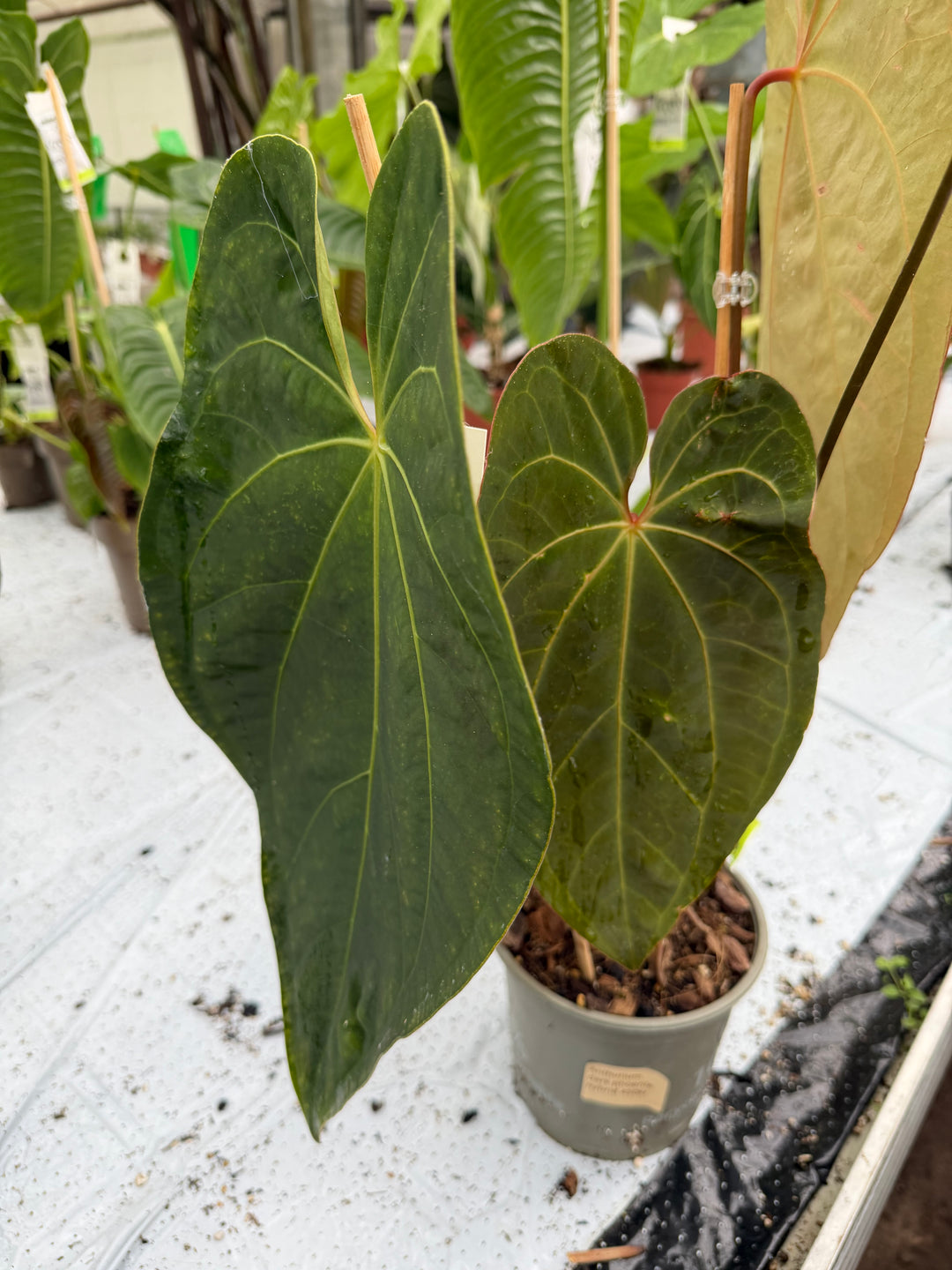 Anthurium dark phoenix hybrid