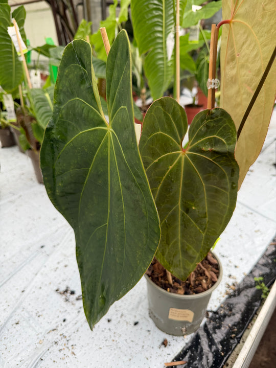 Anthurium dark phoenix hybrid