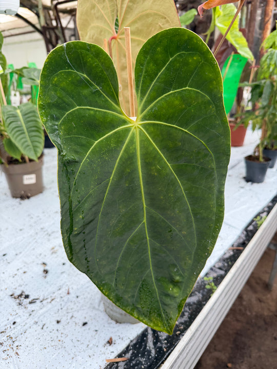 Anthurium dark phoenix hybrid