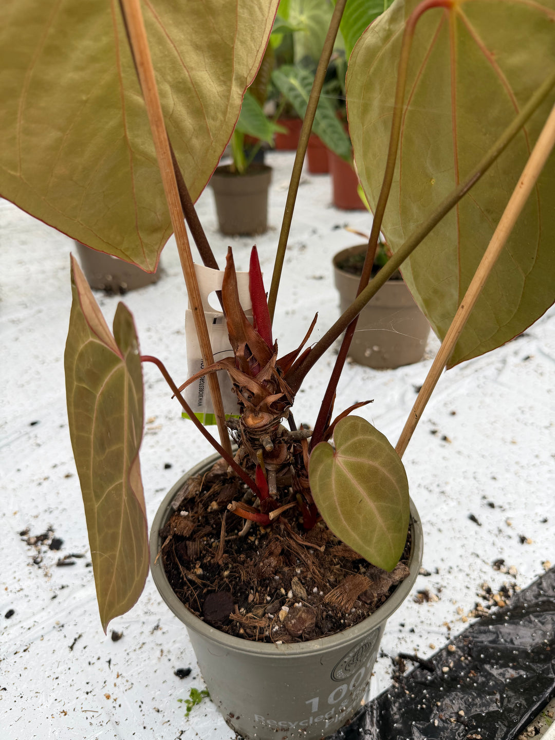 Anthurium dark phoenix hybrid