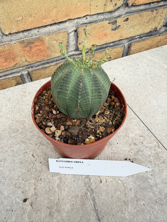 Euphorbia obesa