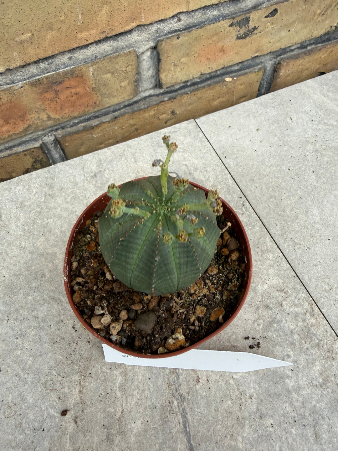 Euphorbia obesa