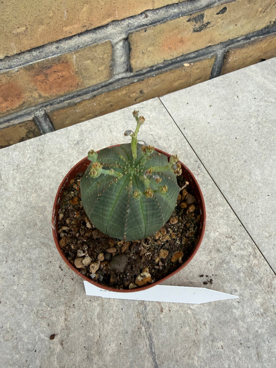 Euphorbia obesa