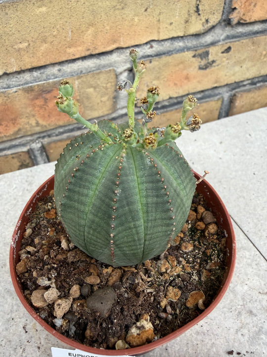 Euphorbia obesa