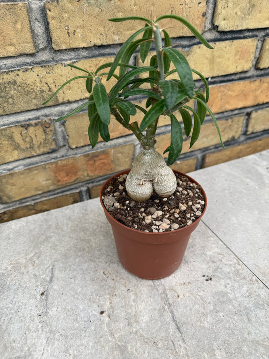 Pachypodium succulentum