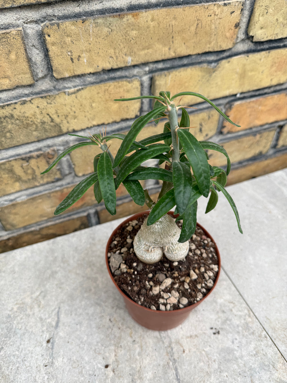 Pachypodium succulentum