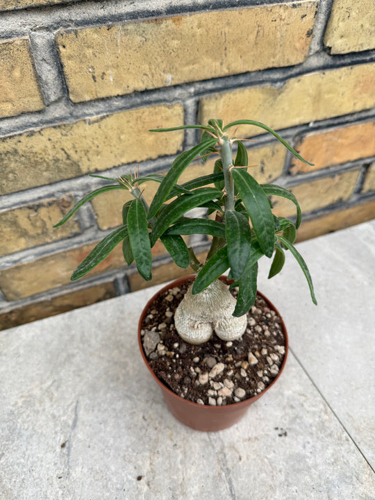 Pachypodium succulentum