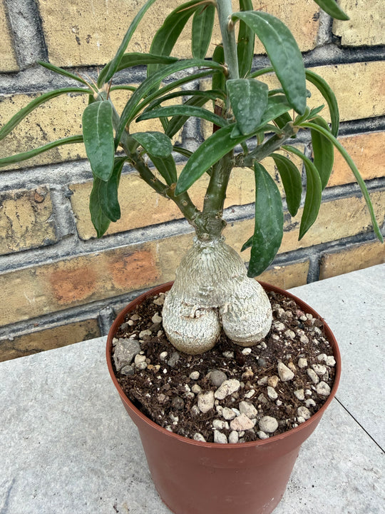 Pachypodium succulentum