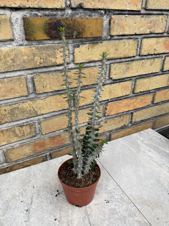 Alluaudia procera