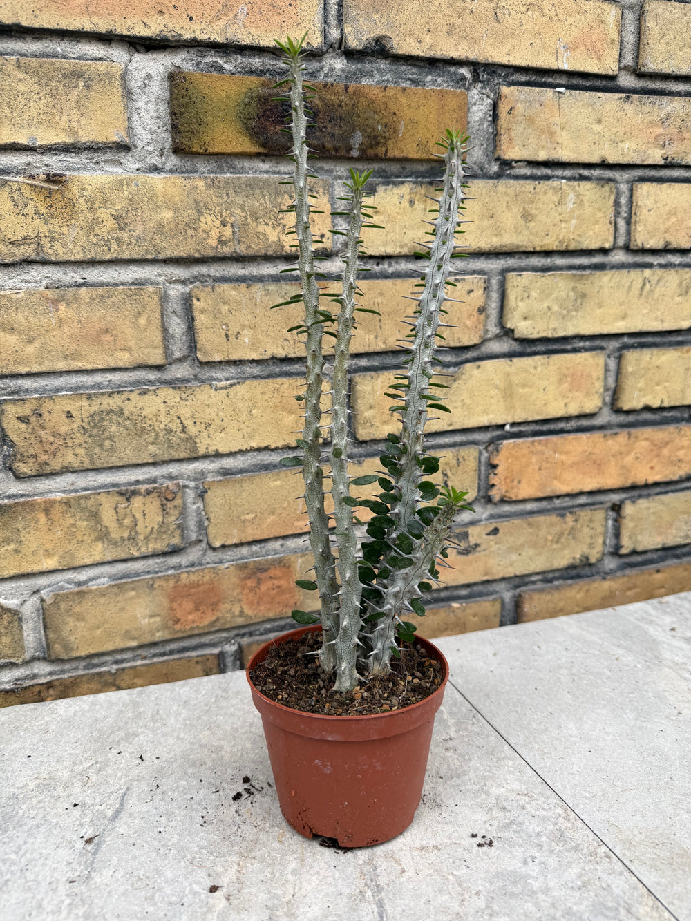 Alluaudia procera