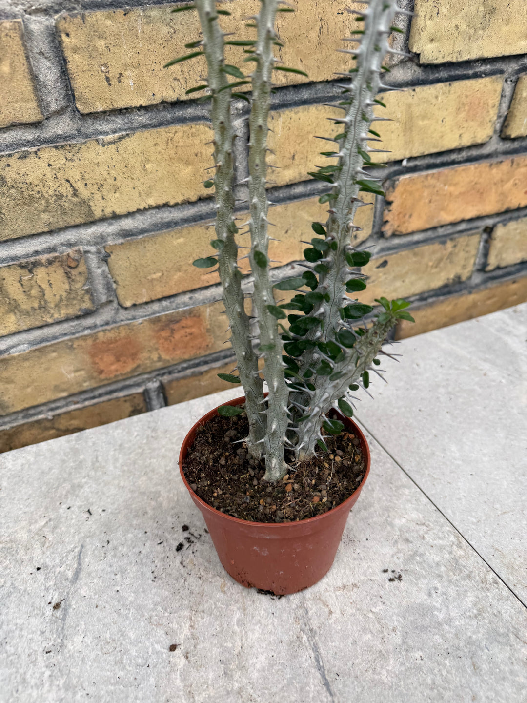 Alluaudia procera