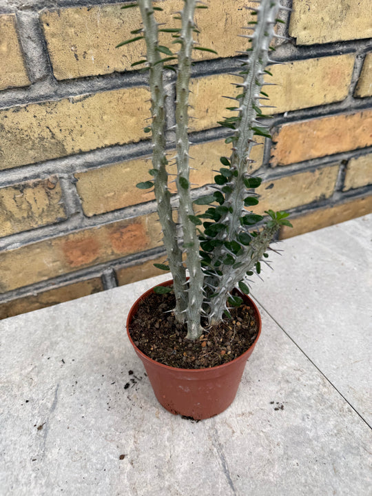 Alluaudia procera