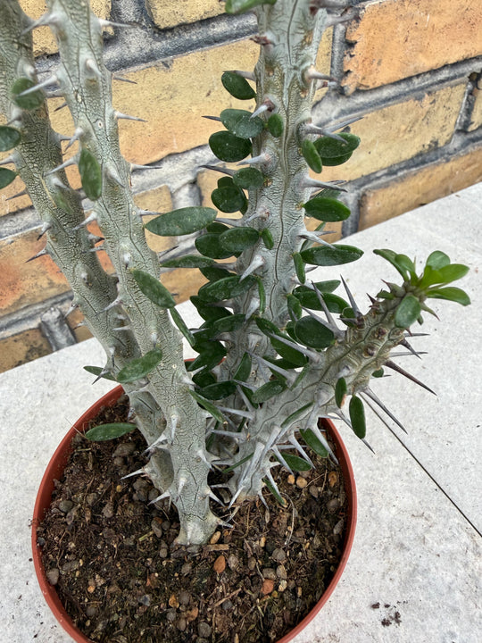 Alluaudia procera