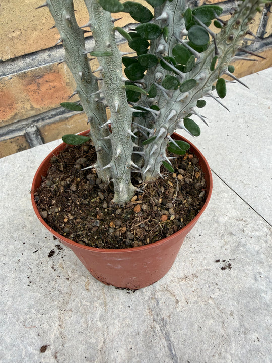 Alluaudia procera
