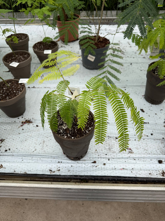 Cojoba arborea Everfresh