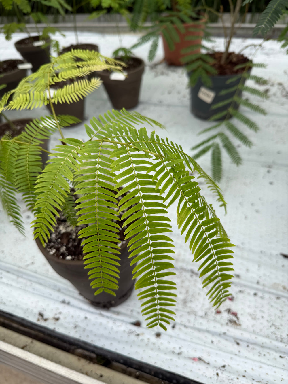 Cojoba arborea Everfresh