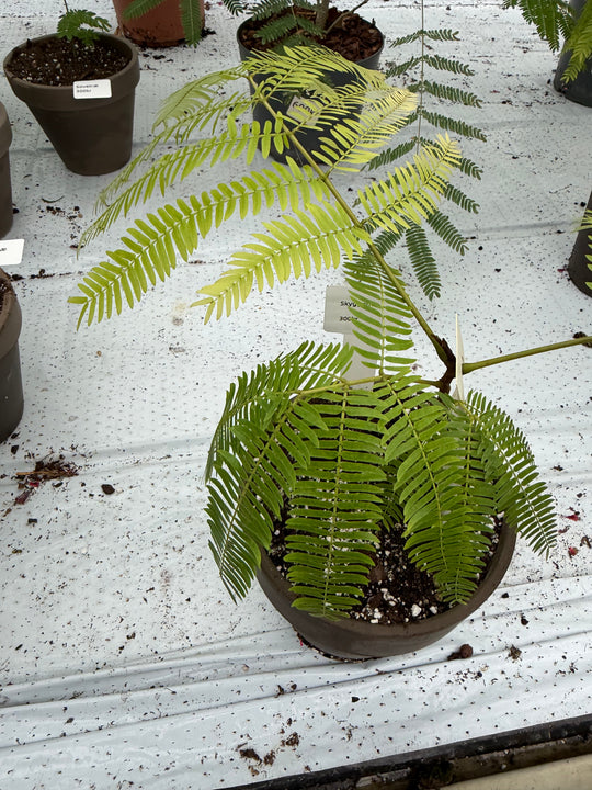 Cojoba arborea Everfresh