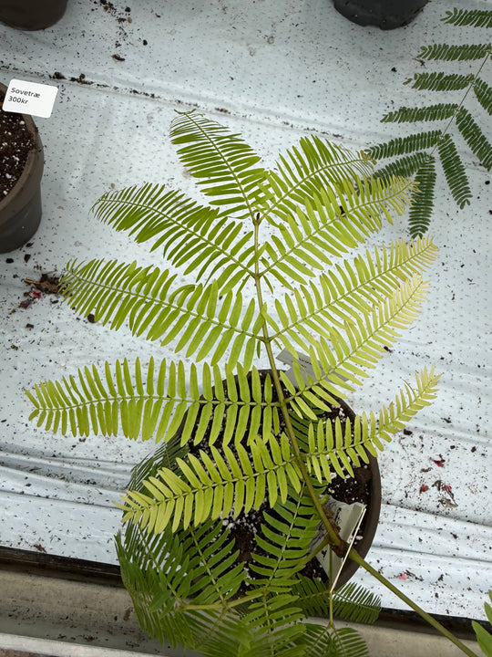 Cojoba arborea Everfresh