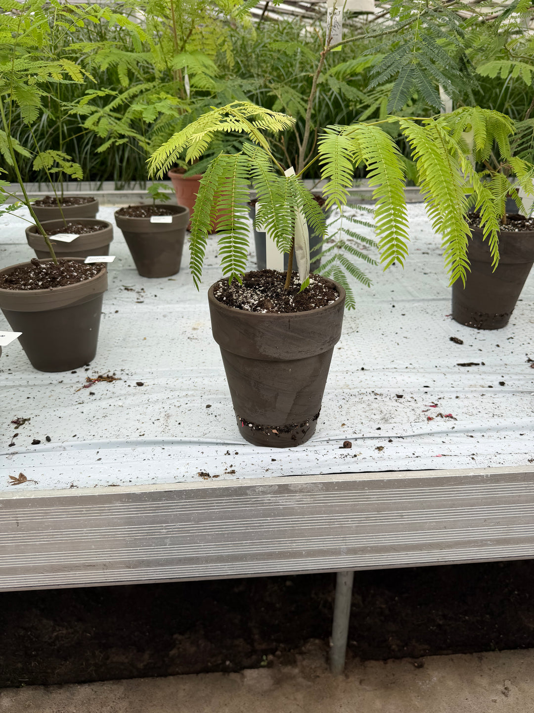 Cojoba arborea Everfresh