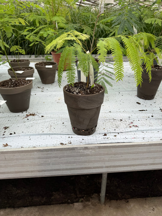 Cojoba arborea Everfresh